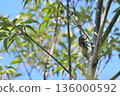 Summer scenery 04 with a cicada resting on a tree under the blue sky 136000592