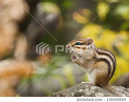 Thinking chipmunk on a stone Thinking chipmunk on a stone 136000689