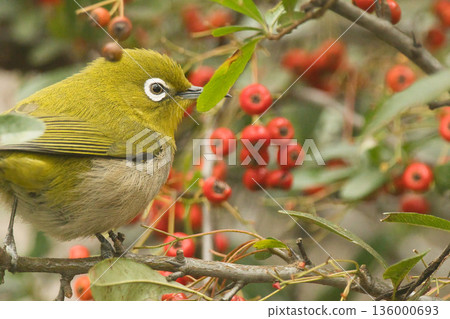 A white-eye finds red berries 136000693