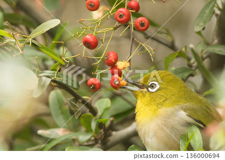 A Japanese white-eye holding a red berry A Japanese white-eye holding a red berry 136000694