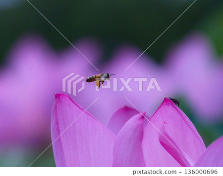 A bee flying to a lotus flower 136000696