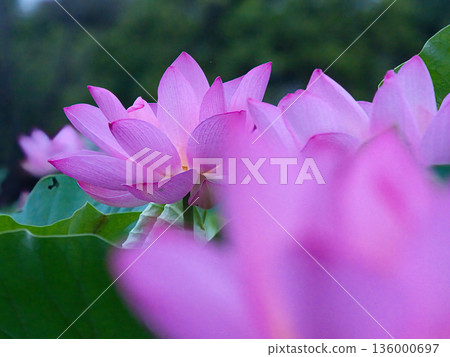 Landscape with lotus flowers Landscape with lotus flowers 136000697