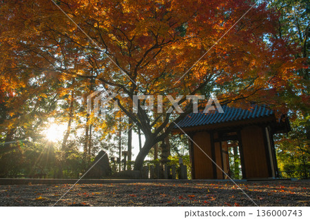 Daikozenji Temple "Niomon (Sanmon)" during the autumn leaves 136000743