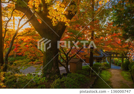 紅葉時期的大光禪寺“樟樹” 136000747