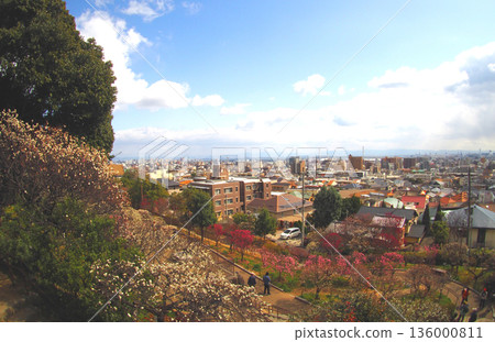 岡本公園的梅林和神戶的城市景觀 岡本公園的梅林和神戶的城市景觀 136000811