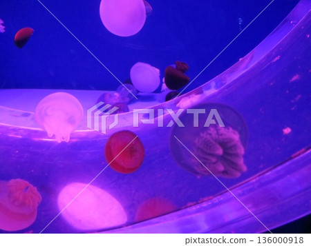 Jellyfish floating in the water tank 136000918