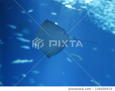Elegant swimming Elegant swimming 136000919