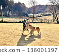 冬天，柴犬在公園玩耍 136001197