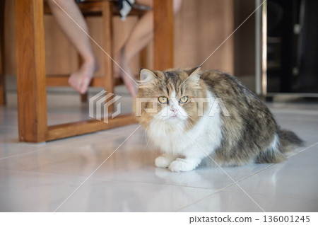 Cute crossbreed Persian cat stay in human house as pet. A mixed breed cat is a cross between cats of two different breeds. Cute crossbreed Persian cat stay in human house as pet. A mixed breed cat is a cross between cats of two different breeds. 136001245