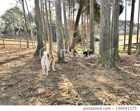 Dogs meeting each other before play begins Dogs meeting each other before play begins 136001373