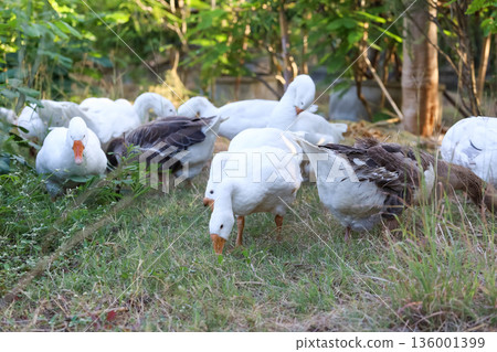 Group white goose is walking in garden Group white goose is walking in garden 136001399