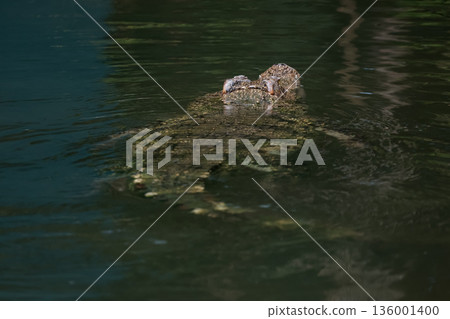 The crocodile is show head in the river The crocodile is show head in the river 136001400