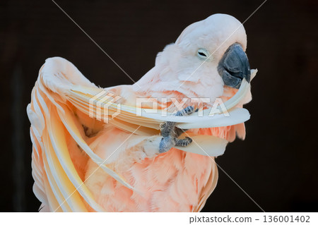 Close up The moluccan cockatoo bird is beautiful animal Close up The moluccan cockatoo bird is beautiful animal 136001402