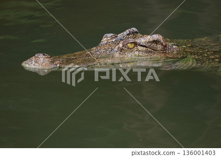 The crocodile is show head in the river 136001403