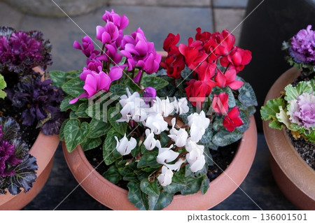 仙客來鮮花 仙客來鮮花 136001501