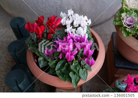 Cyclamen flowers Cyclamen flowers 136001505