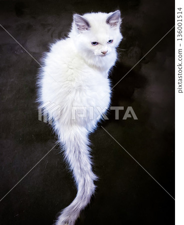 A white Ragdoll kitten glaring displeasedly A white Ragdoll kitten glaring displeasedly 136001514