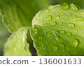 Fresh green leaves and beautiful water droplets after the rain 03 136001633