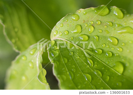 Fresh green leaves and beautiful water droplets after the rain 03 136001633