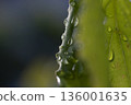 Fresh green leaves and beautiful water droplets after the rain 04 136001635
