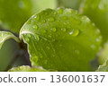 Fresh green leaves and beautiful water droplets after the rain 05 136001637