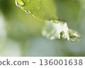 Fresh green leaves and beautiful water droplets after the rain 06 136001638