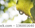 Fresh green leaves and beautiful water droplets after the rain 01 136001640
