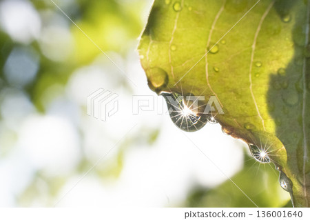 Fresh green leaves and beautiful water droplets after the rain 01 136001640
