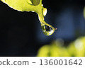 Fresh green leaves and beautiful water droplets after the rain 02 136001642