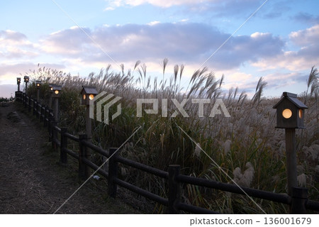 A country road overgrown with silver grass A country road overgrown with silver grass 136001679