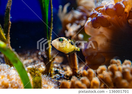 A young triggerfish (Balistidae sp.) swimming in a tank of corals and seaweed 136001701