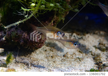 A long-legged cardinalfish (Zoramia leptacanthus) in a tank of corals and seaweed 136001702