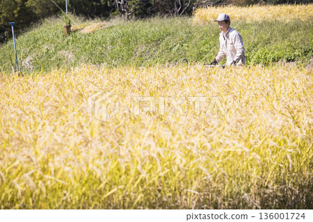 Image of rice harvesting: A man harvesting rice using a hand-pushed rice harvester binder 136001724