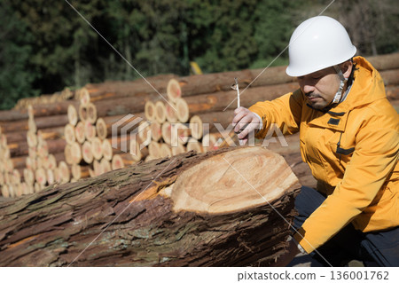 People working in primary industries such as forestry. Workers in helmets measure logs with a tape measure. Image of wood materials for real estate. 136001762
