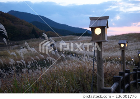 A plateau at sunset seen through the pampas grass 136001776