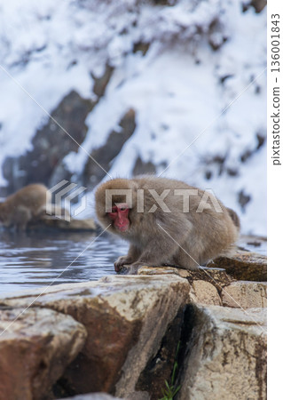 Snow Monkeys ~ Jigokudani Monkey Park ~ (Yamanouchi Town, Nagano Prefecture) Snow Monkeys ~ Jigokudani Monkey Park ~ (Yamanouchi Town, Nagano Prefecture) 136001843