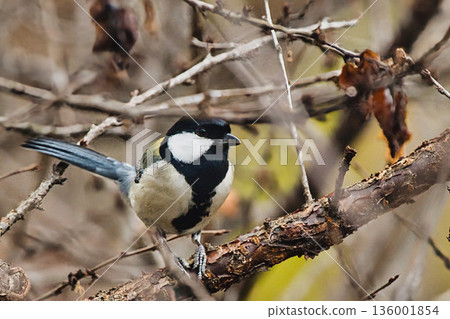 Tits fringing on branches Tits fringing on branches 136001854
