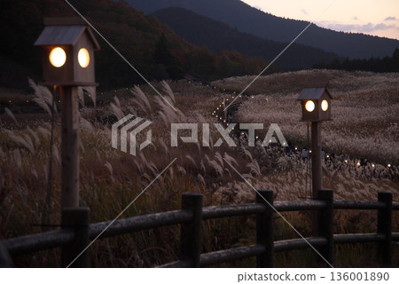 夕陽染紅了一片銀草。 136001890