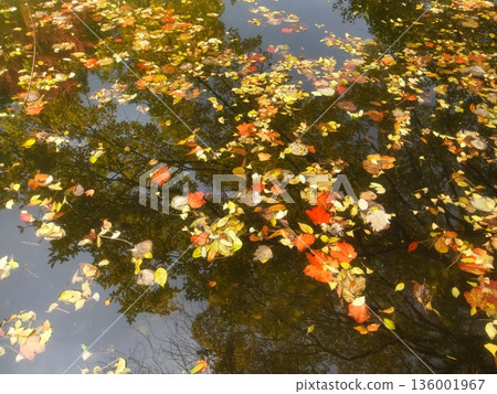 Fallen leaves Fallen leaves 136001967