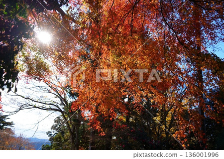 Autumn leaves 136001996