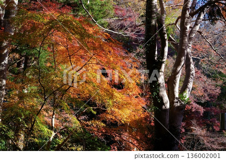 Autumn leaves Autumn leaves 136002001