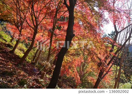 Autumn leaves Autumn leaves 136002002