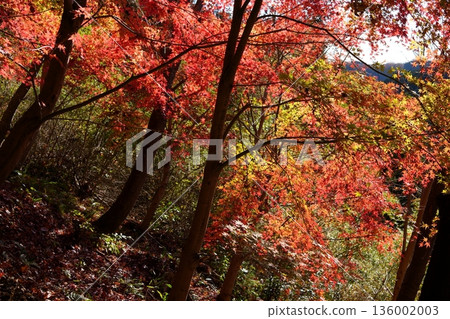 Autumn leaves Autumn leaves 136002003