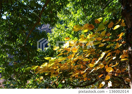 Autumn leaves 136002014
