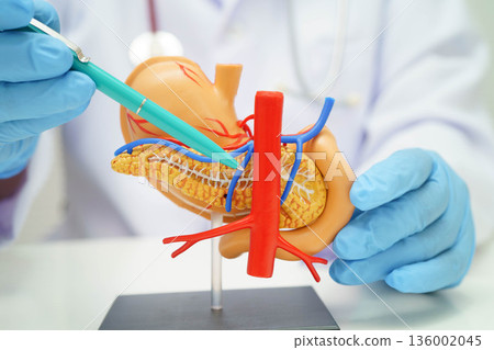 Stomach disease, doctor holding anatomy model for study diagnosis and treatment in hospital. Stomach disease, doctor holding anatomy model for study diagnosis and treatment in hospital. 136002045