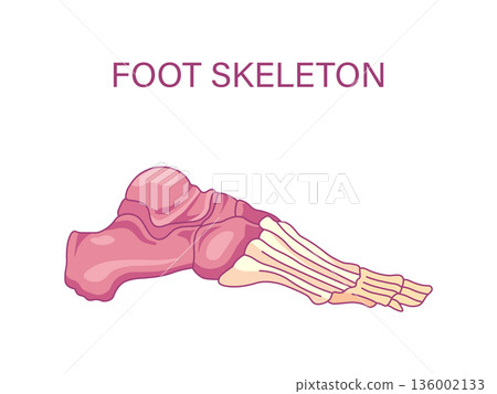 Foot skeleton anatomy lateral view illustration showing tarsus metatarsus and toe phalanges medical diagram Foot skeleton anatomy lateral view illustration showing tarsus metatarsus and toe phalanges medical diagram 136002133
