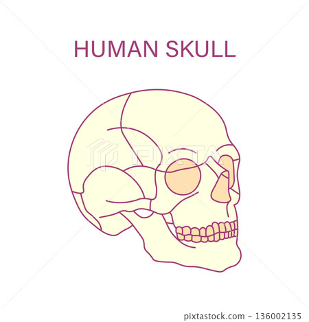 Human skull anatomy side view outline illustration of cranium jaw and teeth medical diagram 136002135