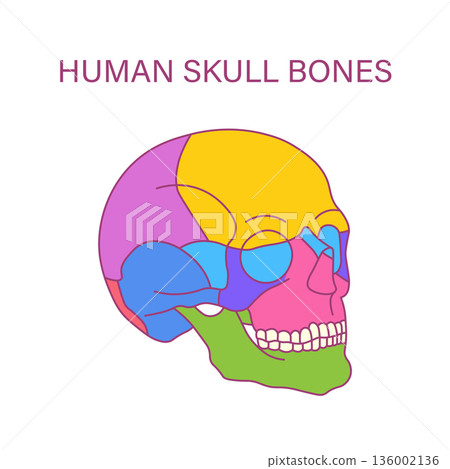 Human skull bones color coded anatomy illustration of cranial and facial bones lateral view medical diagram 136002136