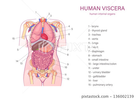 Labeled human viscera anatomy diagram of internal organs including lungs heart liver stomach and intestines medical illustration Labeled human viscera anatomy diagram of internal organs including lungs heart liver stomach and intestines medical illustration 136002139