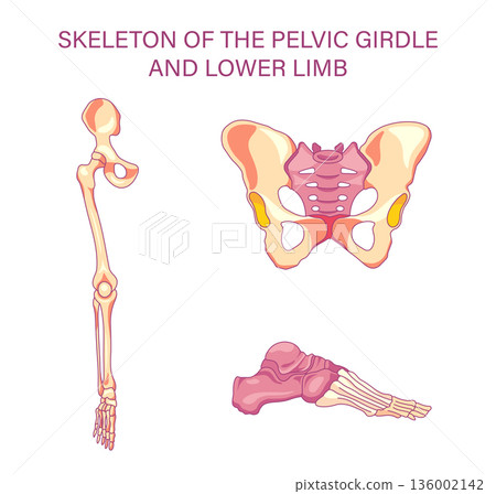 Skeleton of pelvic girdle and lower limb anatomy set with pelvis femur tibia fibula foot bones medical illustration 136002142
